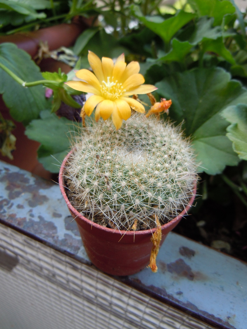 Fiore di Rebutia