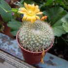 Fiore di Rebutia