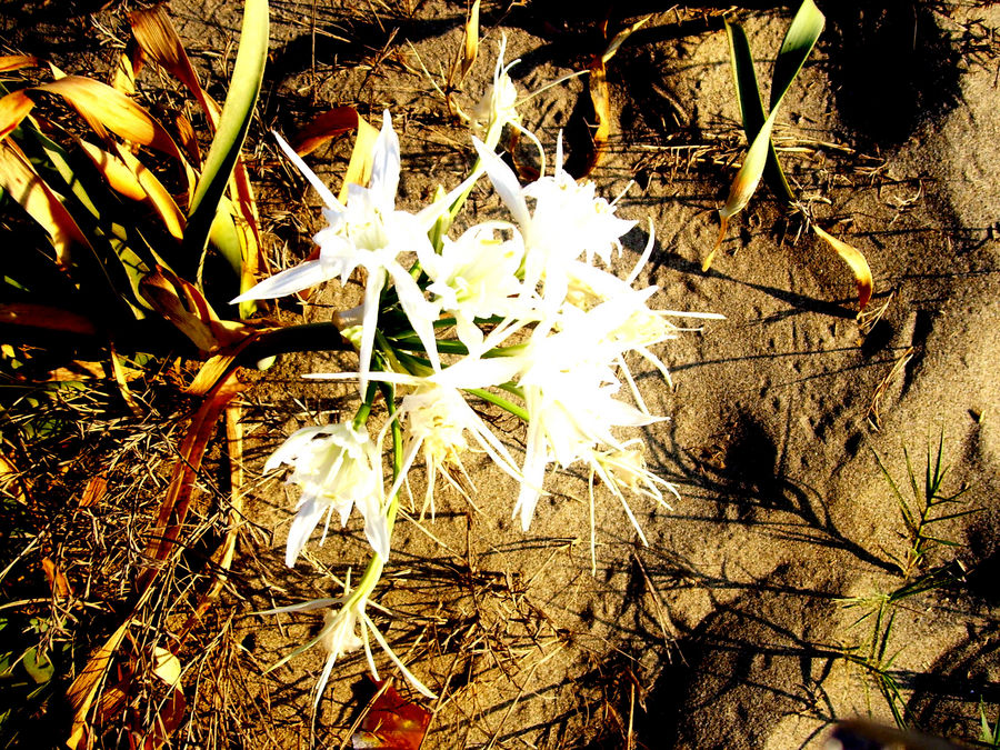 Fiore di sabbia