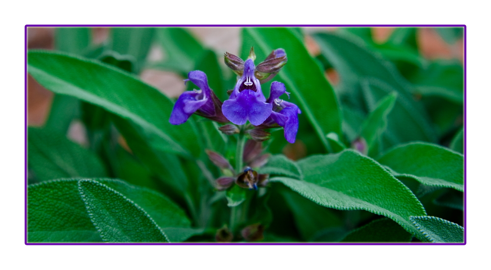 Fiore di salvia