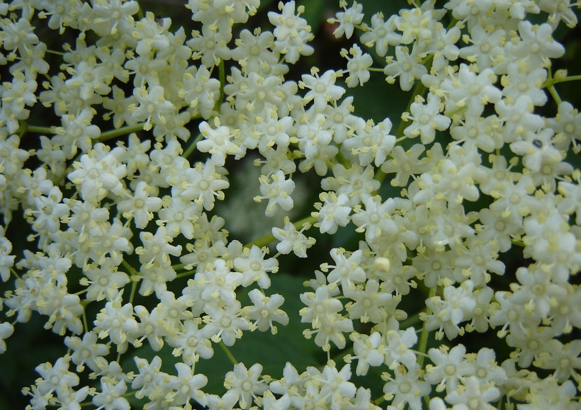 fiore di sambuco