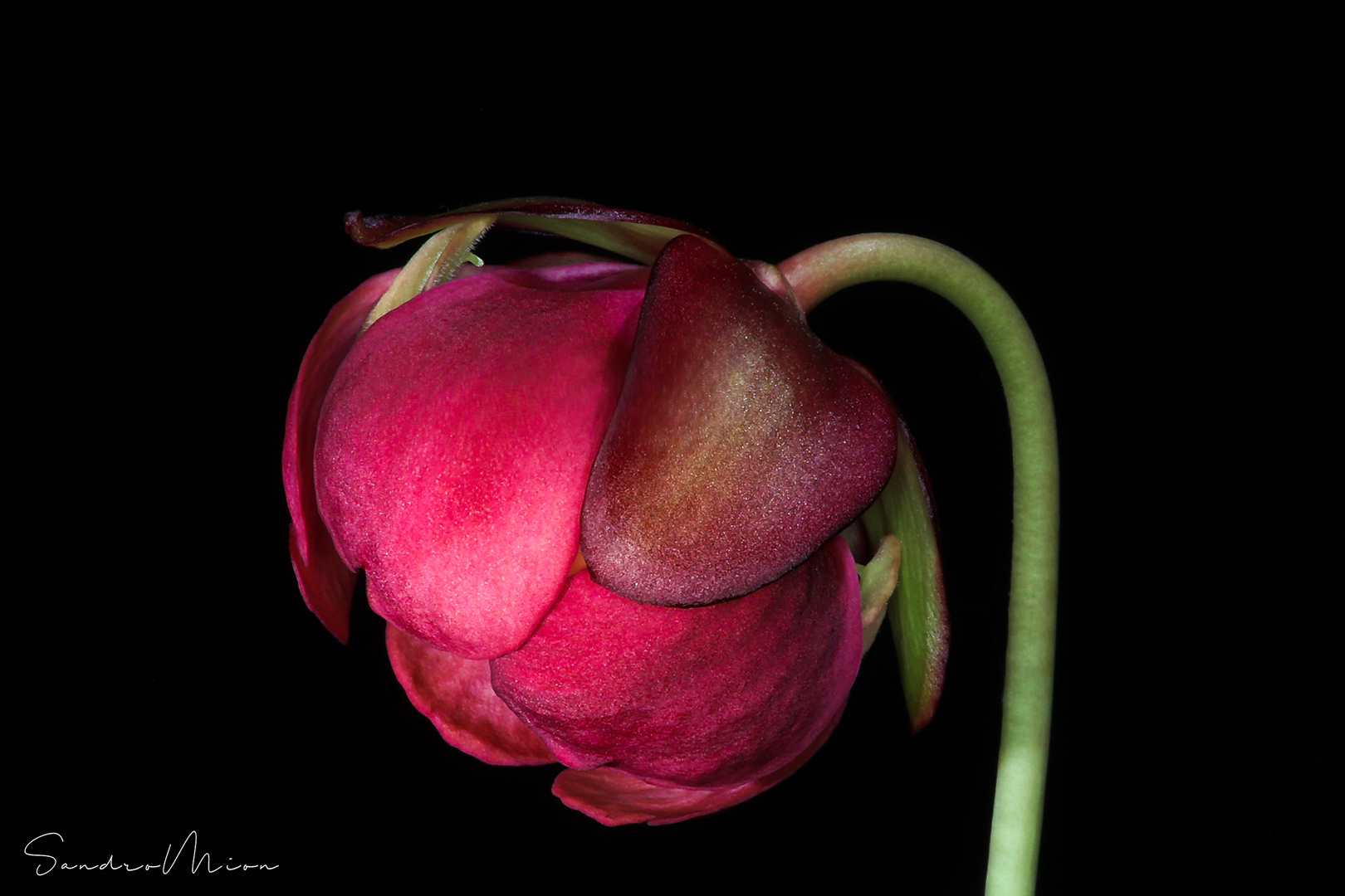 Fiore di Sarracvenia Purpurea Hybride