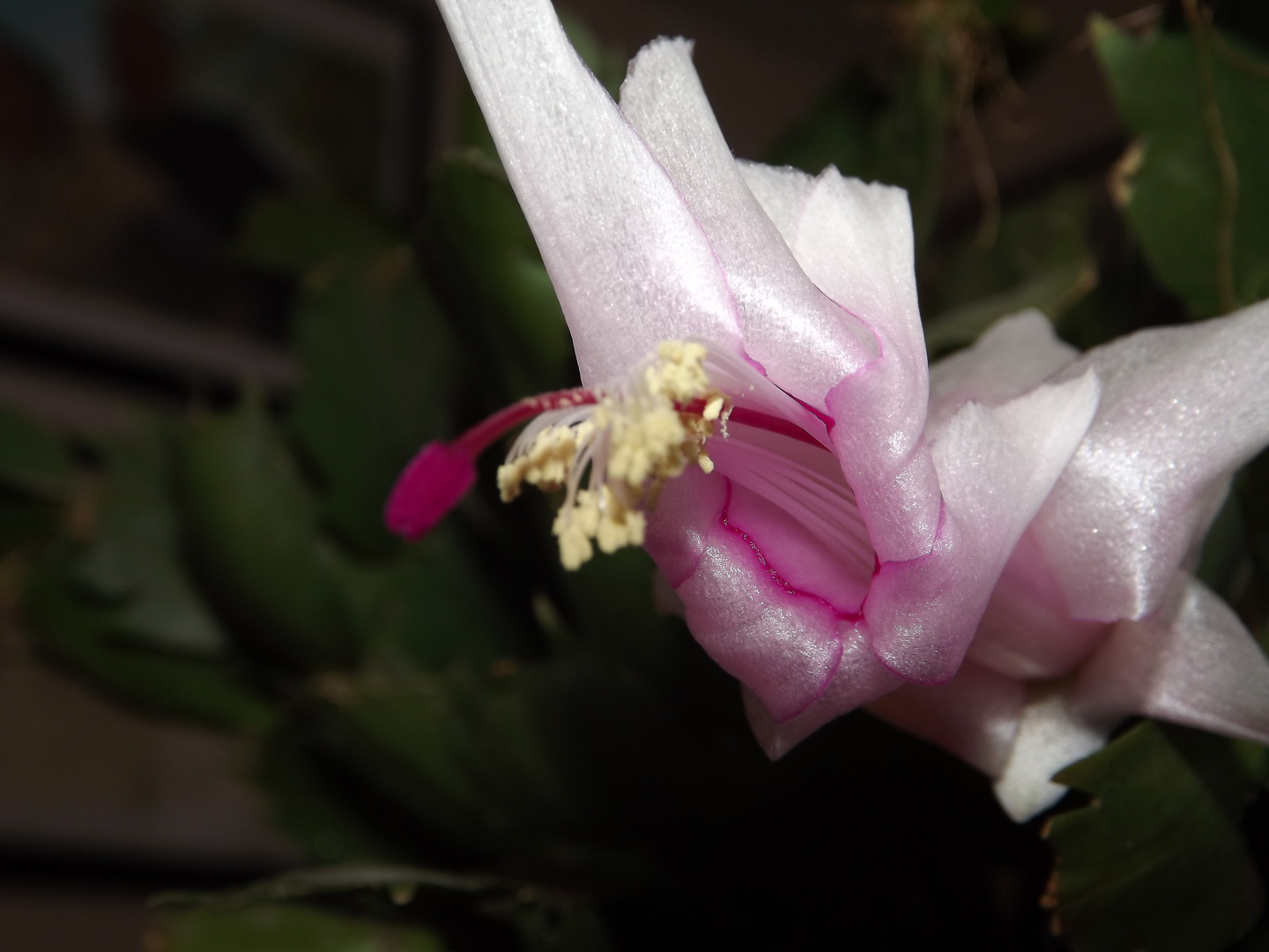 Fiore di Schlumbergera