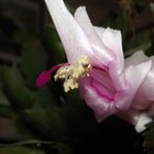 Fiore di Schlumbergera