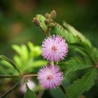 Fiore di sensitiva