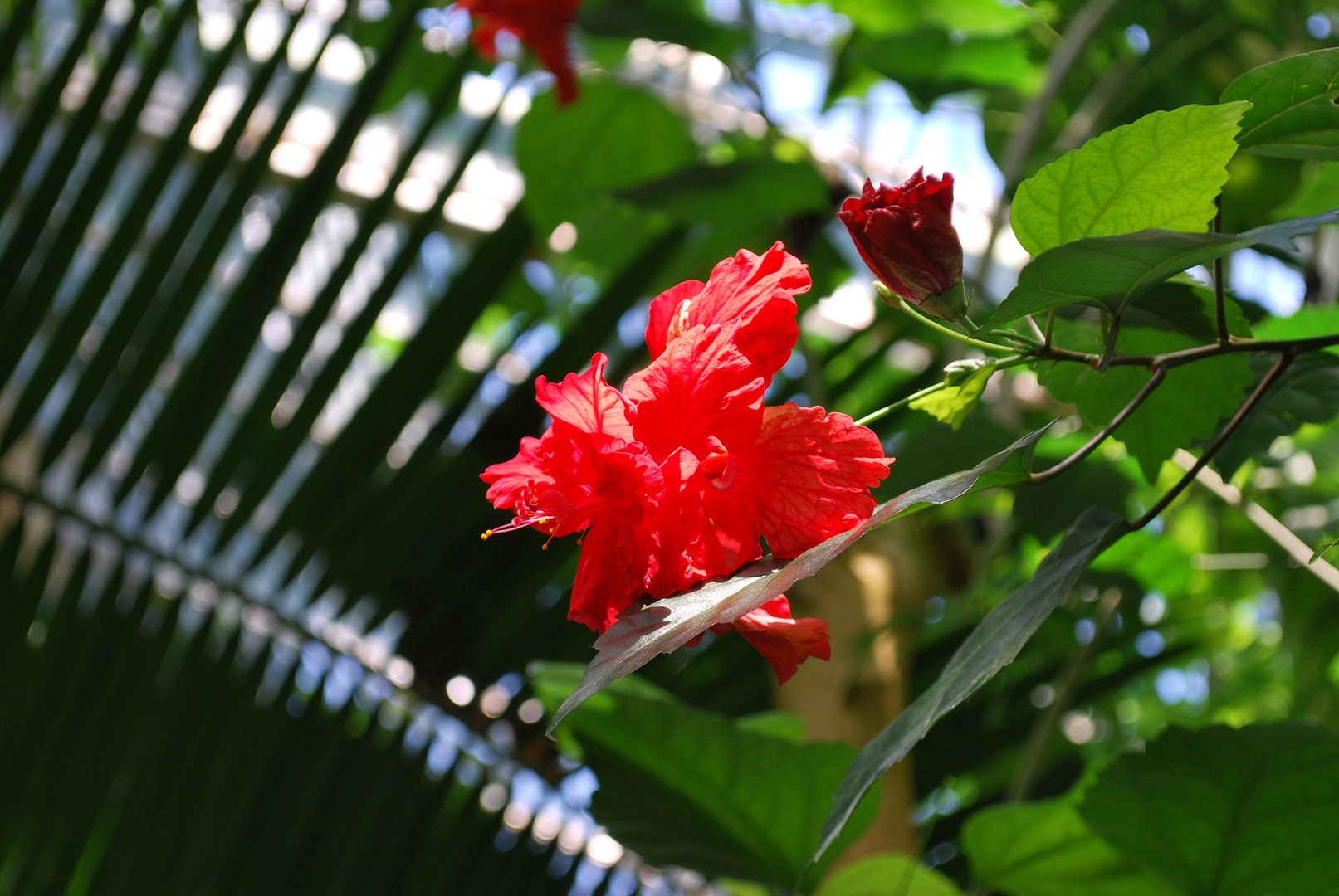 Fiore di serra