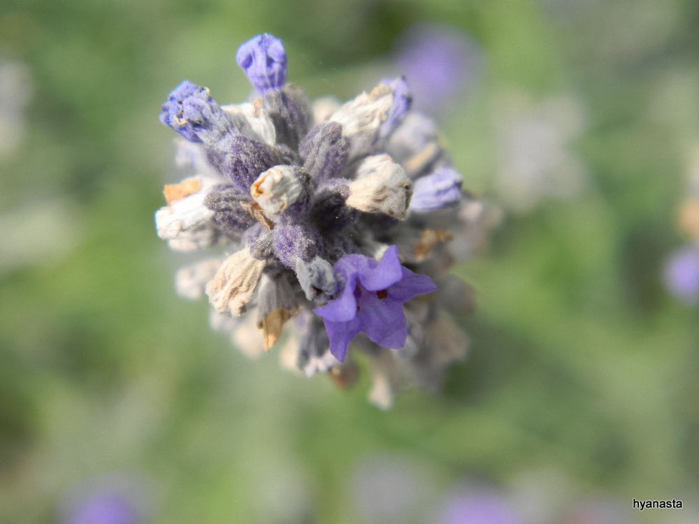 ...... fiore di Sicilia .......