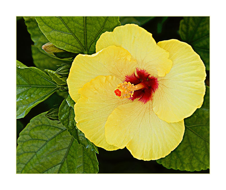 Fiore di Sicilia - Yellow Hibiscus