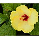 Fiore di Sicilia - Yellow Hibiscus