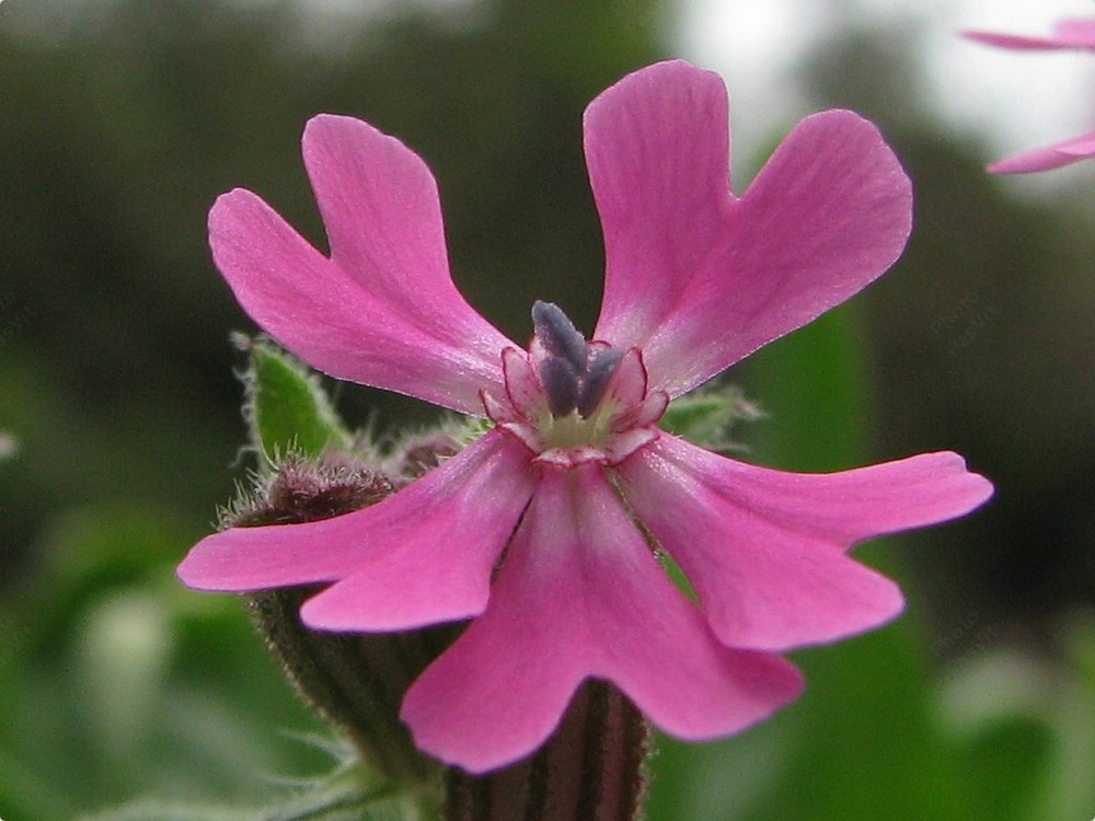 Fiore di Silene colorata Poiret (Silene canescens).