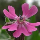 Fiore di Silene colorata Poiret (Silene canescens).