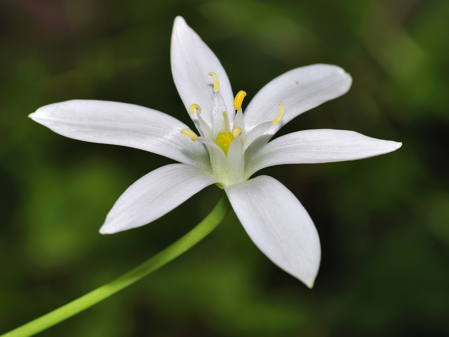 Fiore di sottobosco