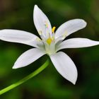 Fiore di sottobosco