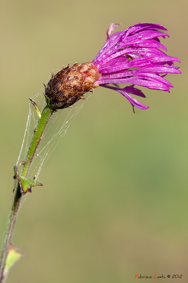 Fiore di spina