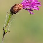 Fiore di spina