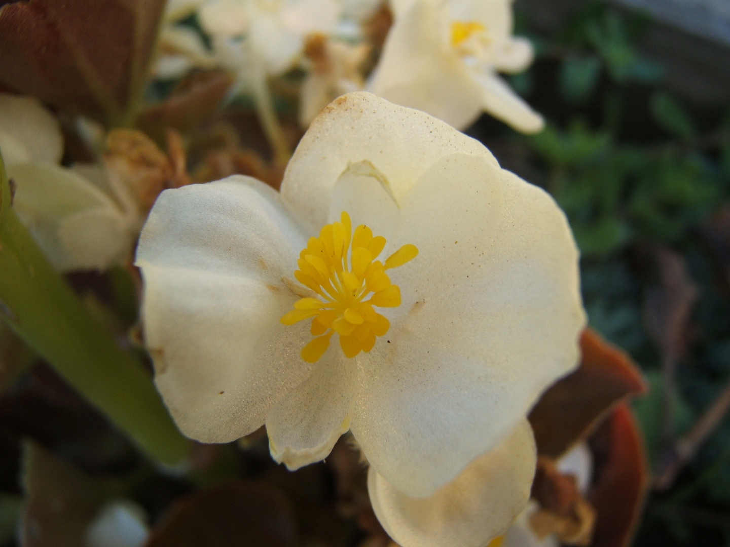 fiore di stagione2