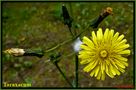 fiore di taraxacum (Famiglia : compositae) von Alberto Cherubini Magni 