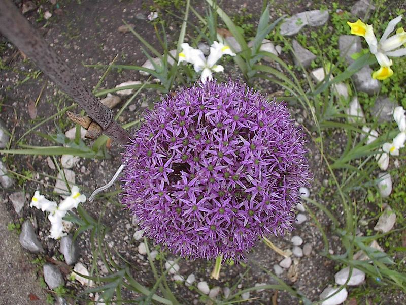 fiore di un aglio