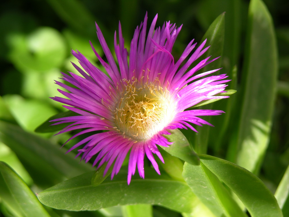 Fiore di una pianta grassa.