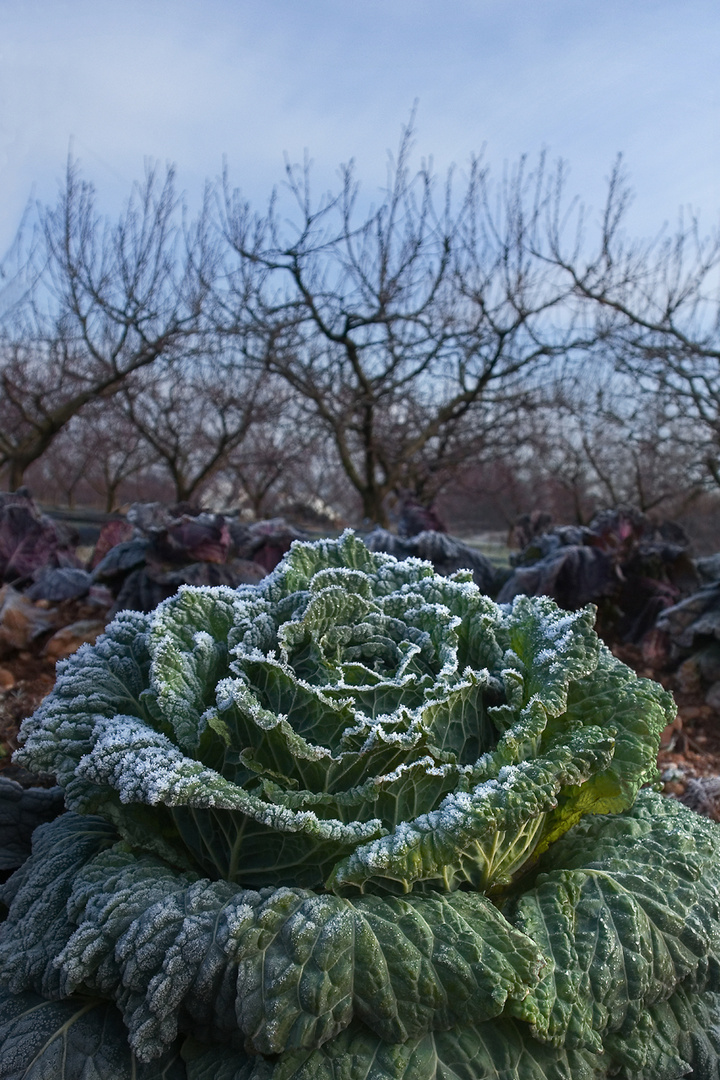 FIORE DI VERZA