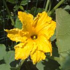 fiore di zucca