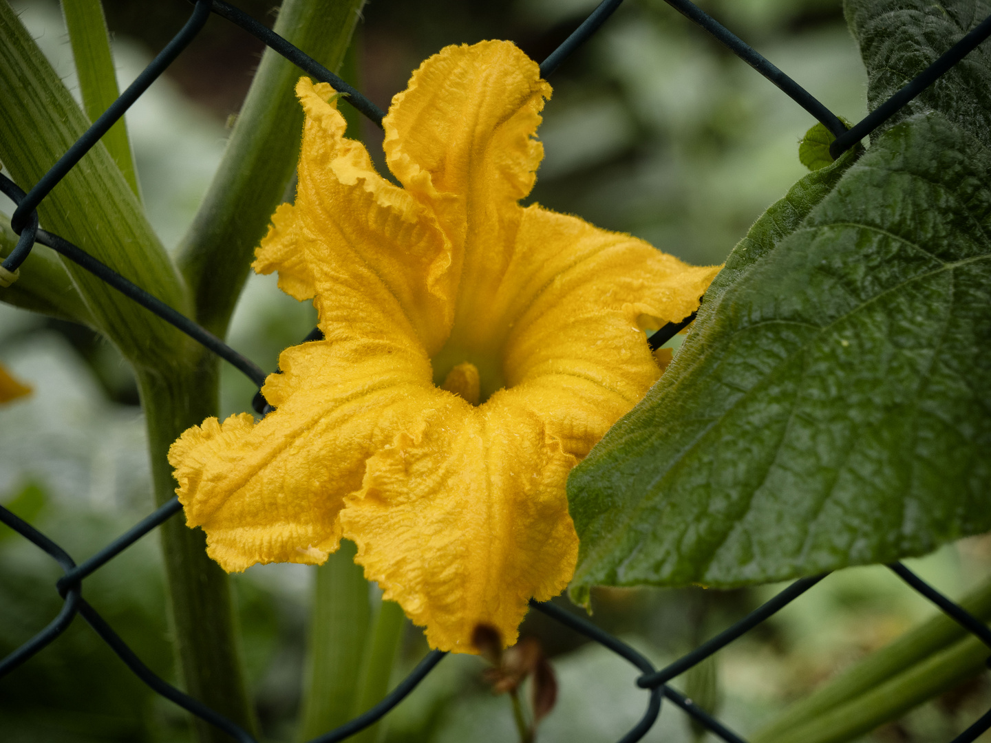 Fiore di zucca