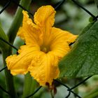 Fiore di zucca