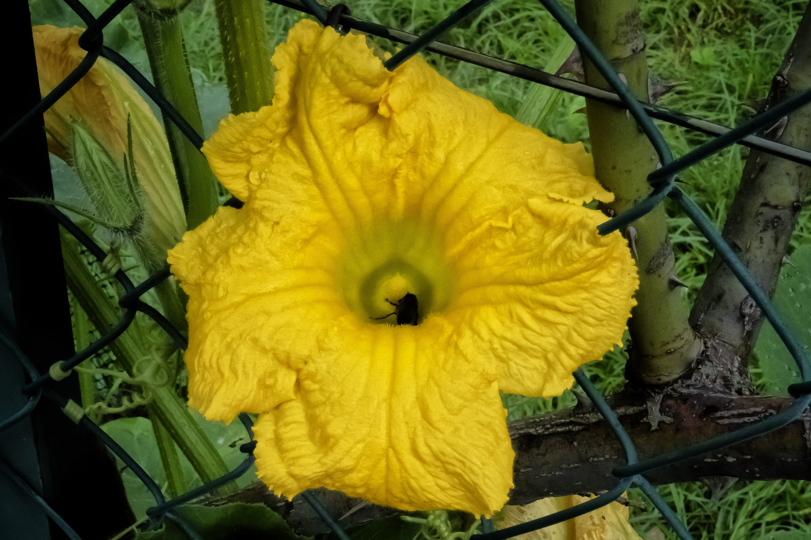 Fiore di zucca