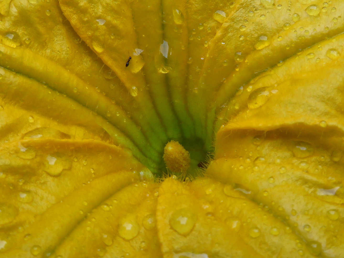 Fiore di zucca