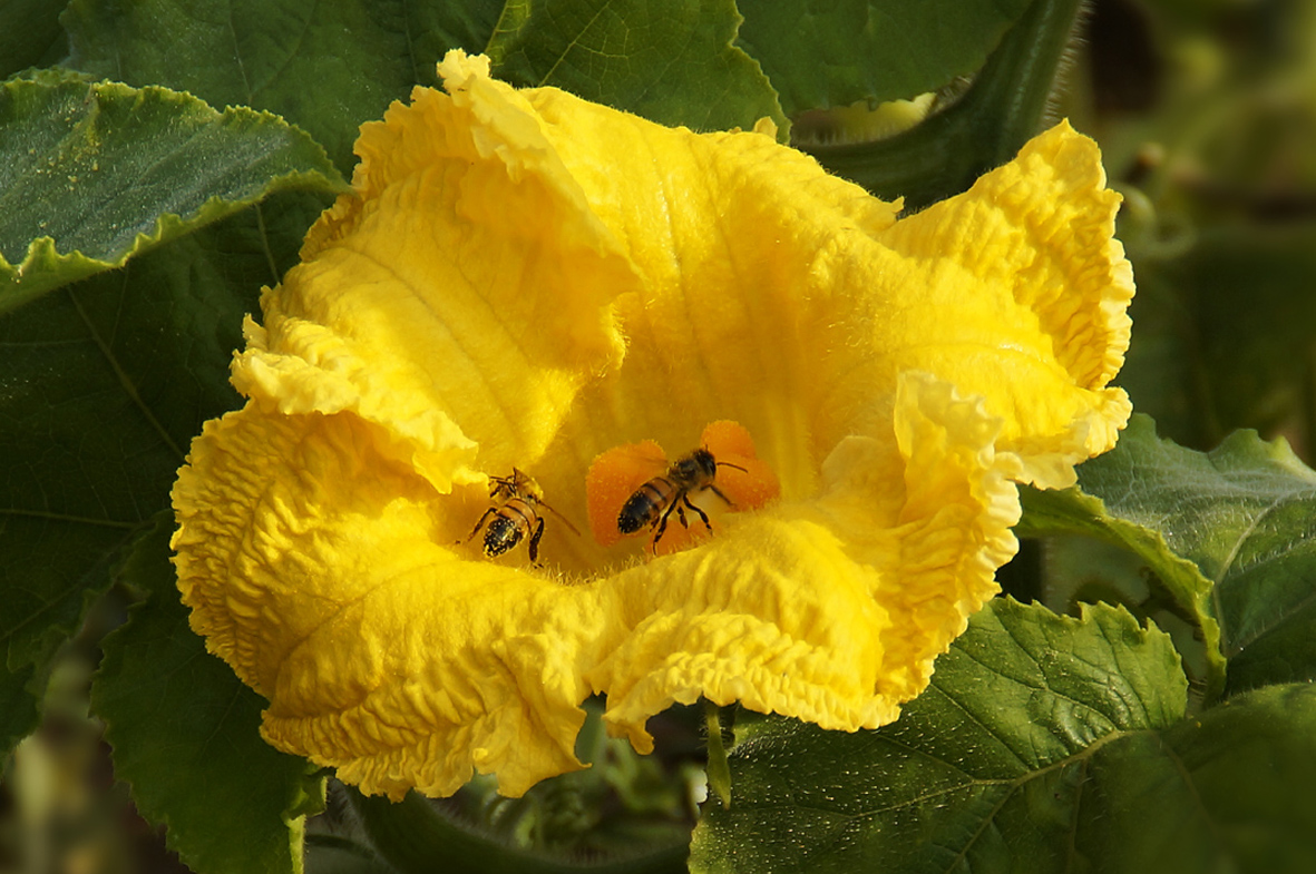 FIORE DI ZUCCA APPETITOSO PER LE API