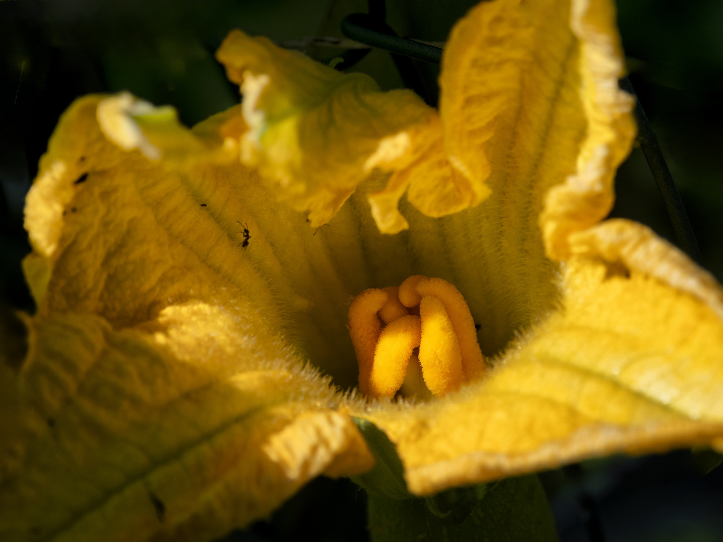 Fiore di zucca
