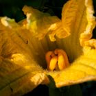 Fiore di zucca