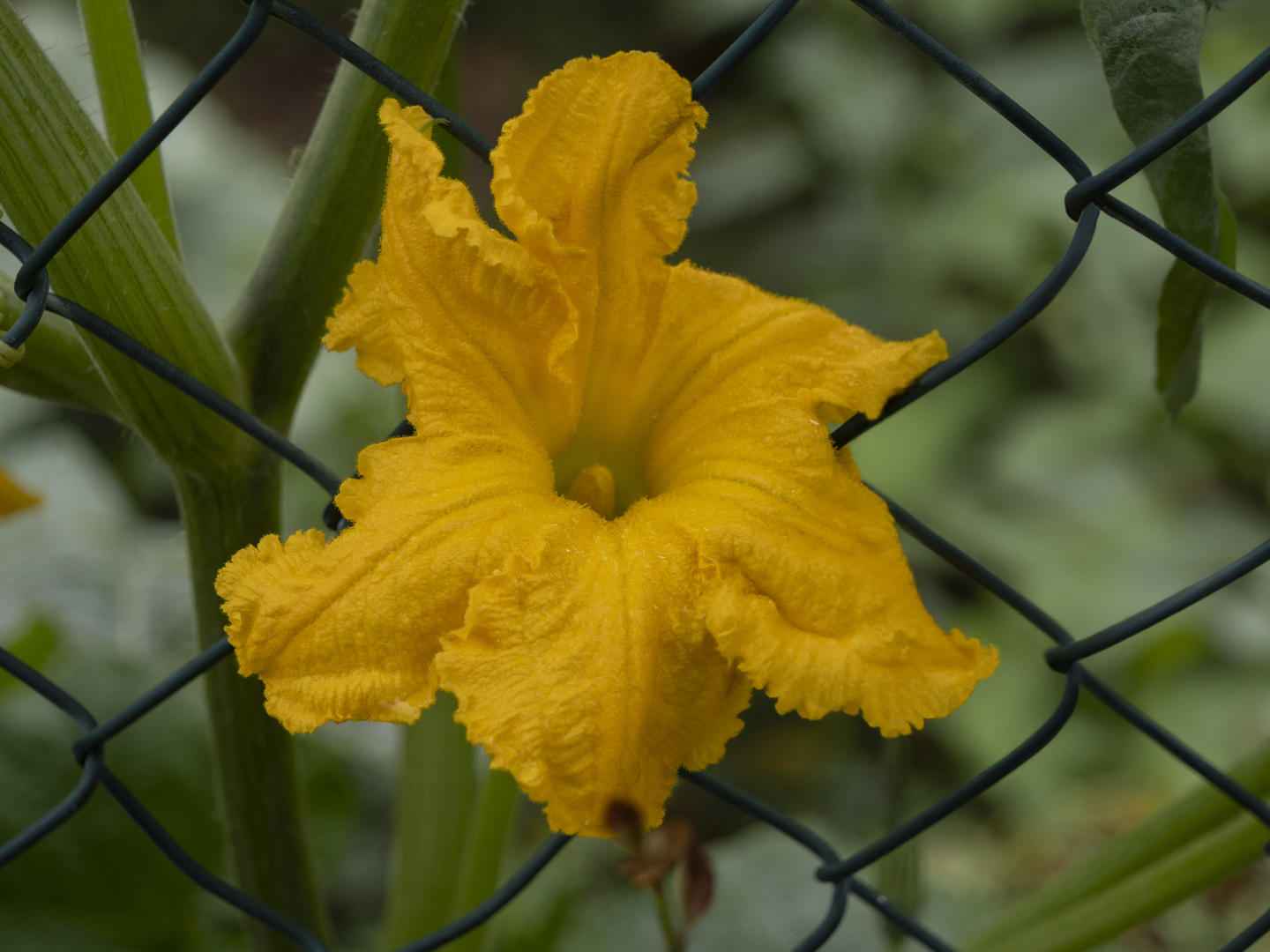 Fiore di zucca (riempimento generativo)