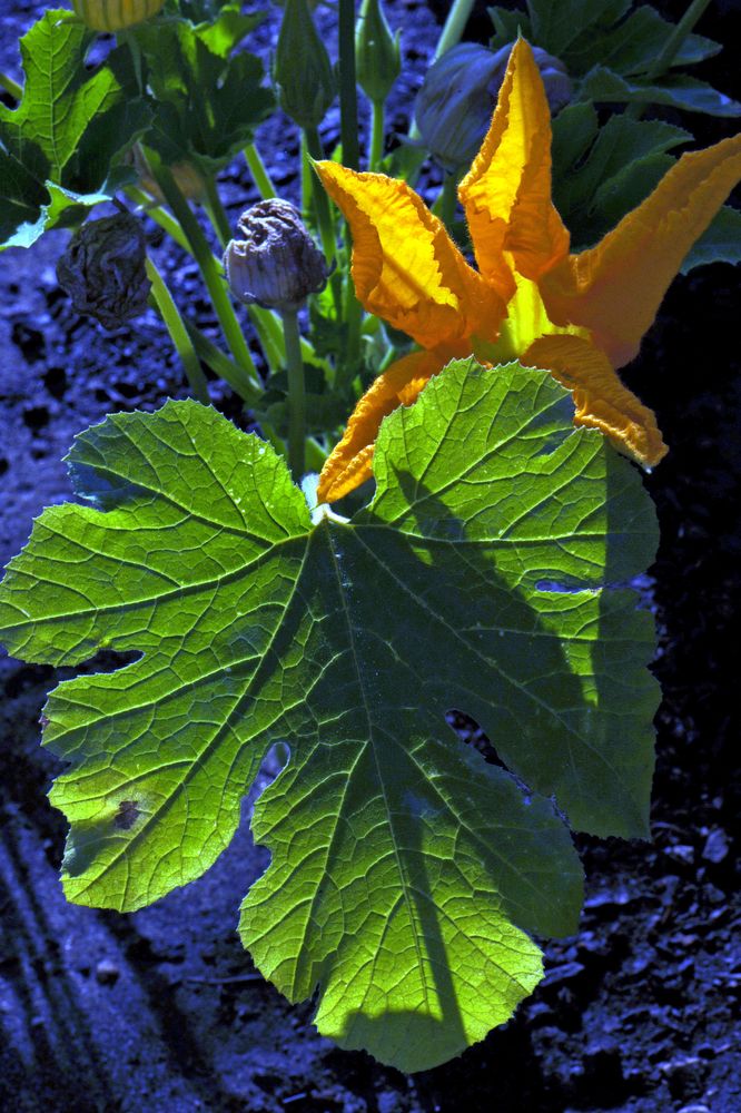 fiore di zucchina