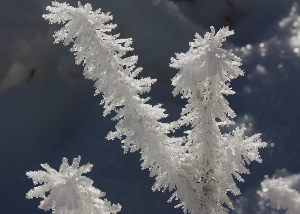 fiore d'inverno