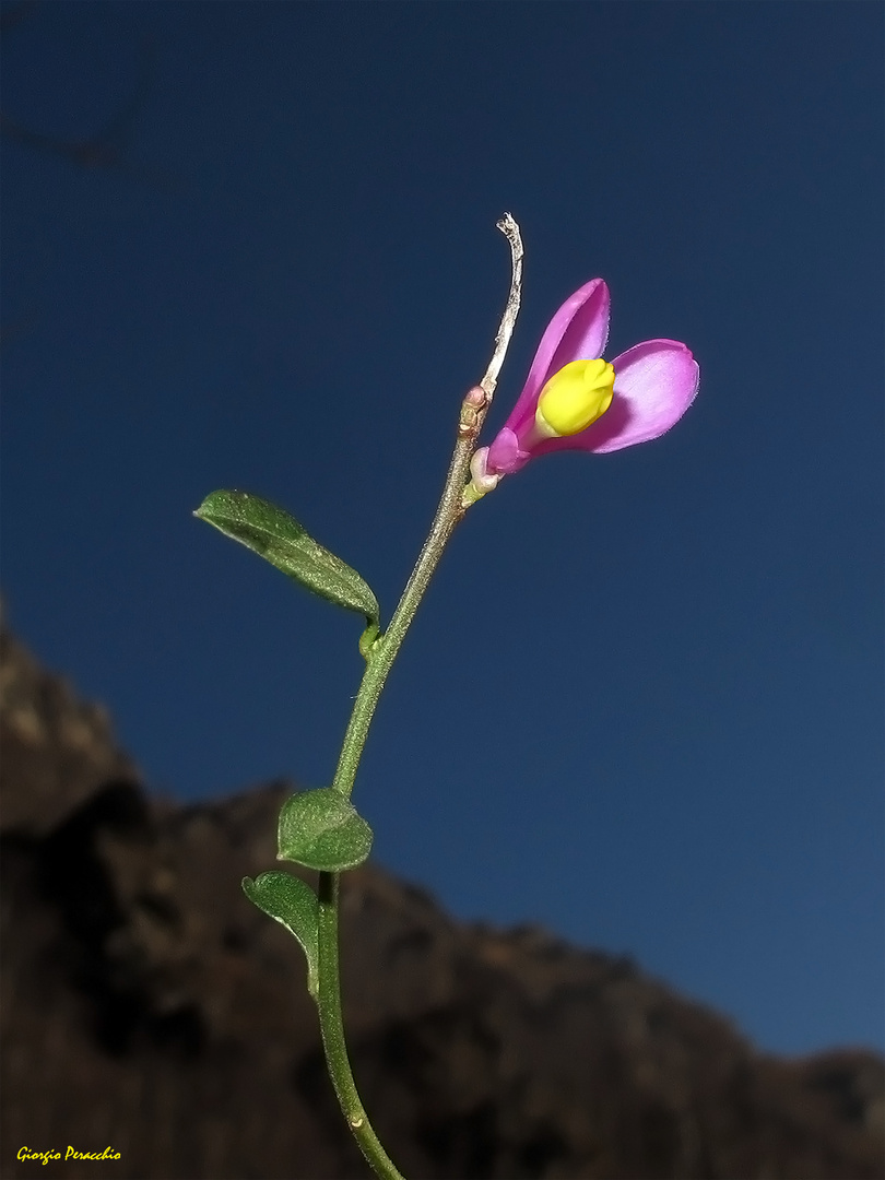 Fiore d'Inverno