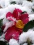 fiore d'inverno di Giulio Ameglio 