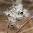 fiore d'inverno