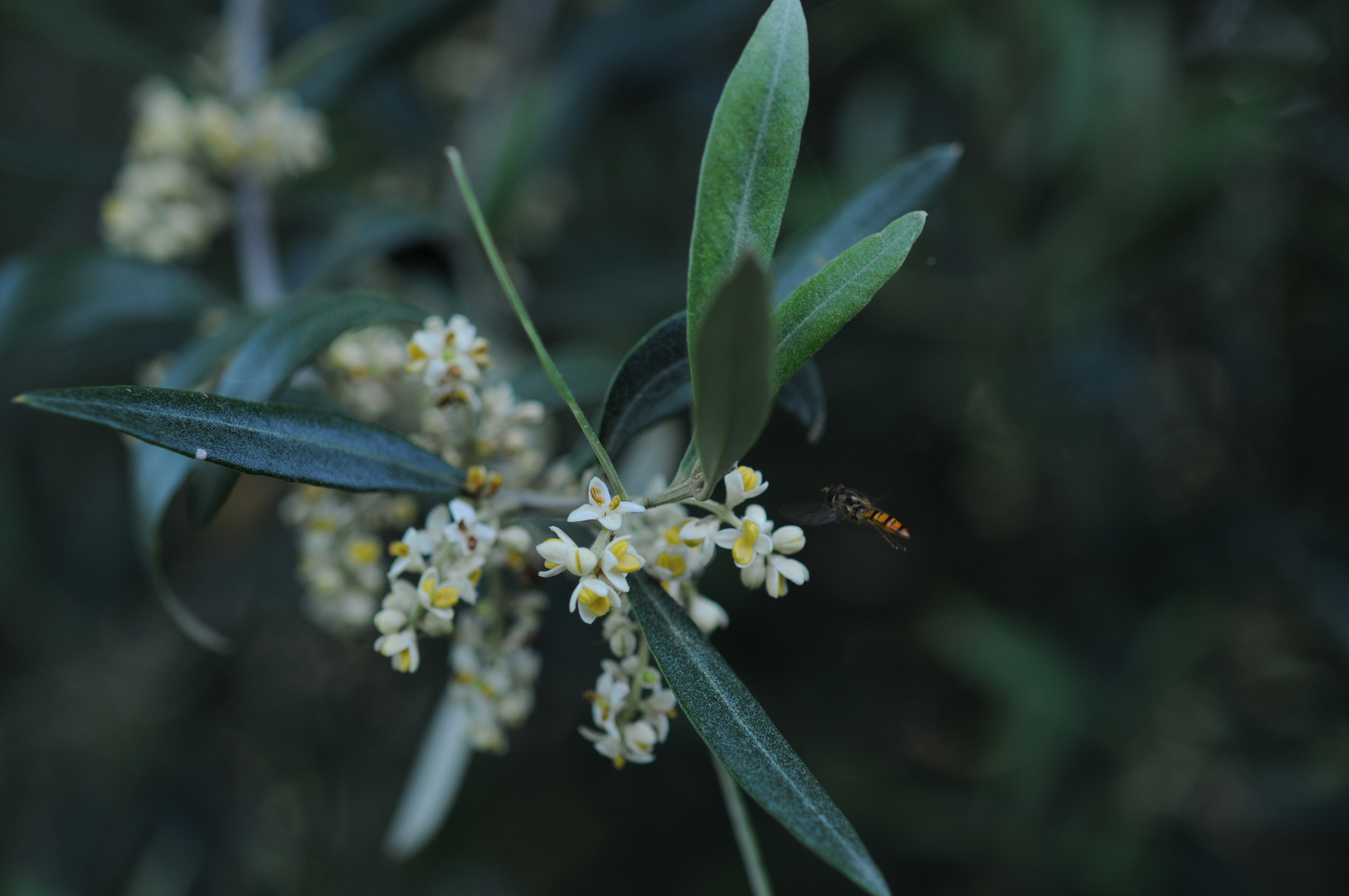 Fiore d'Olivo (Olive Flower)