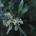 Fiore d'Olivo (Olive Flower)