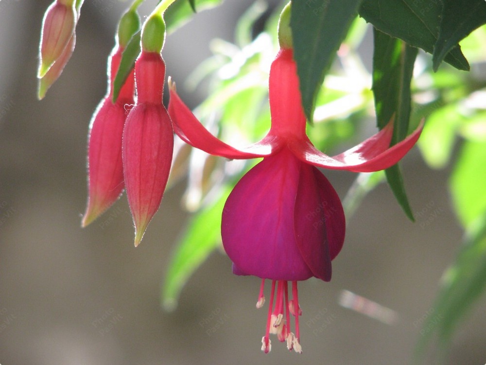 Fiore e boccioli di Fucsia (probabile Fuchsia Achievement)