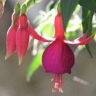 Fiore e boccioli di Fucsia (probabile Fuchsia Achievement)