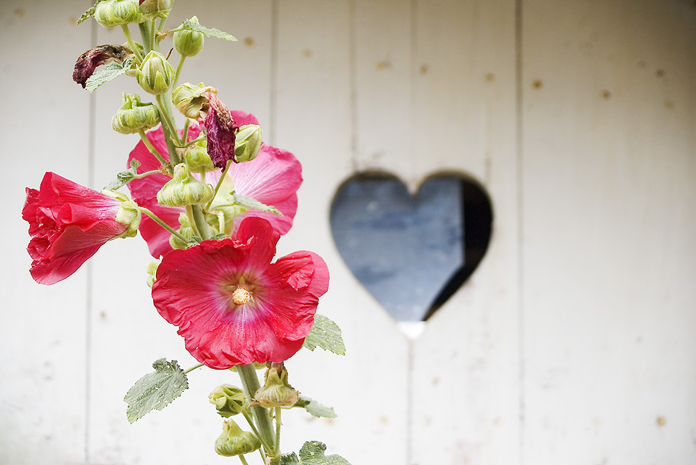 Fiore e cuore