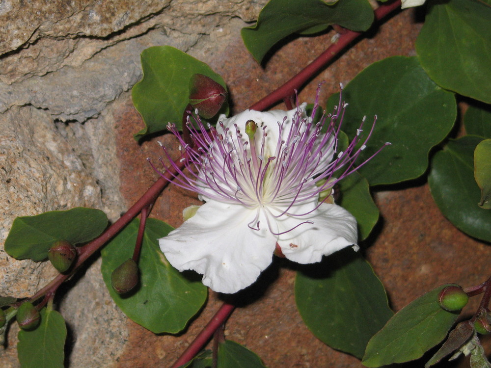 Fiore e roccia