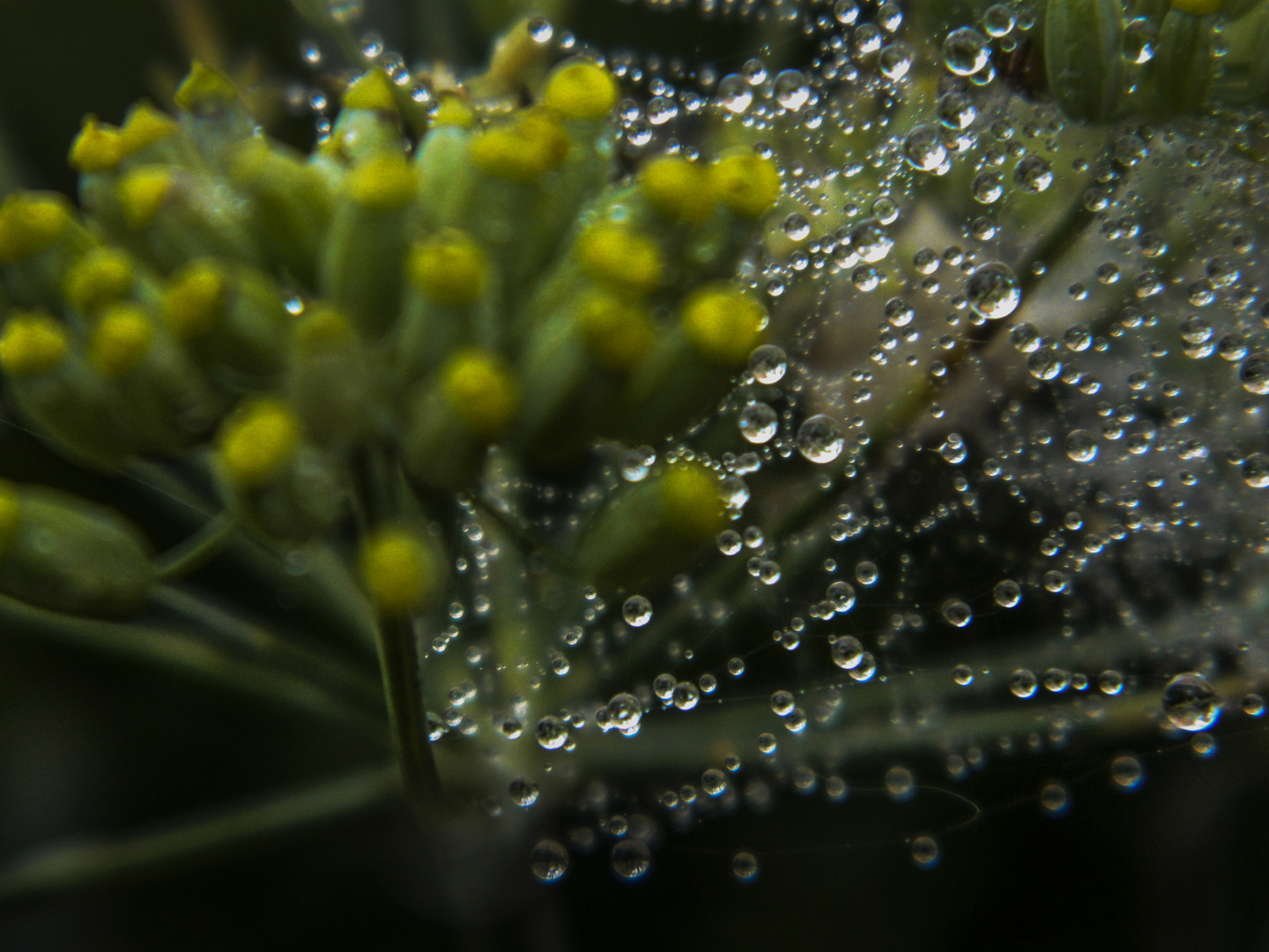 Fiore e rugiada