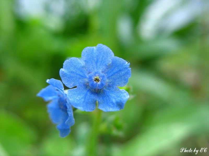 Fiore ghiacciato