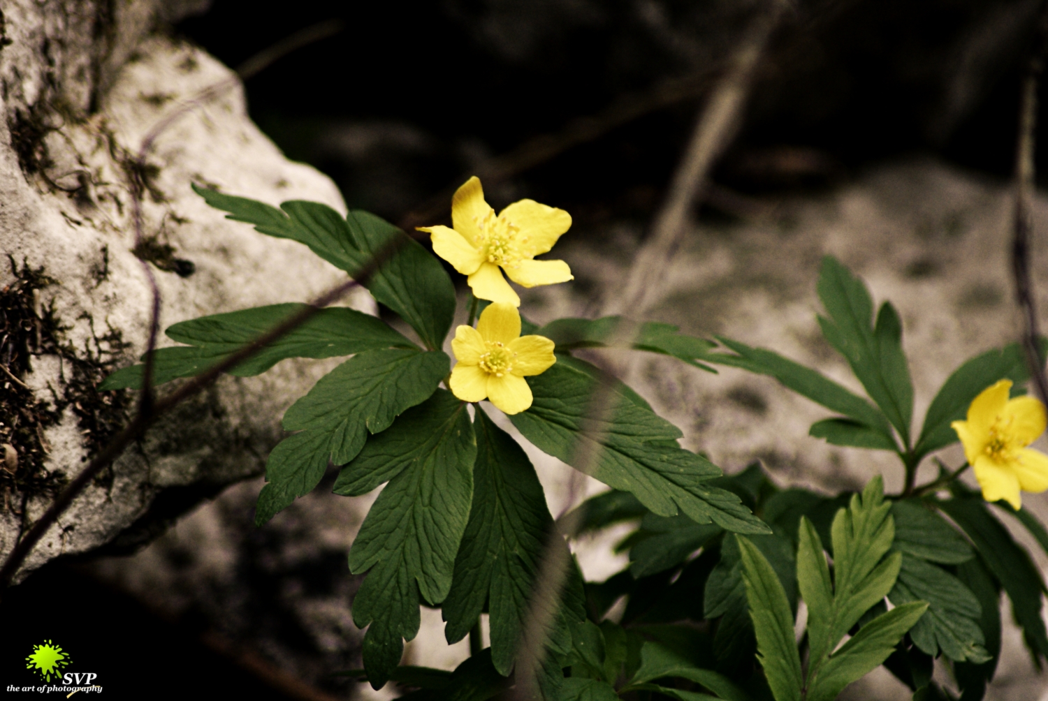 Fiore giallo