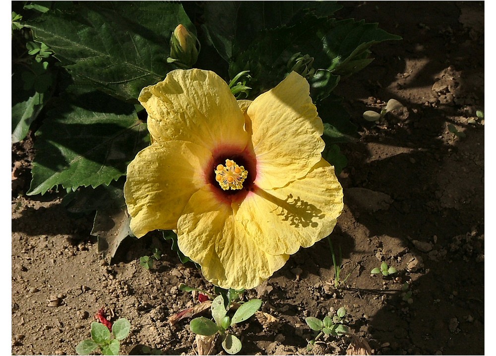 Fiore giallo