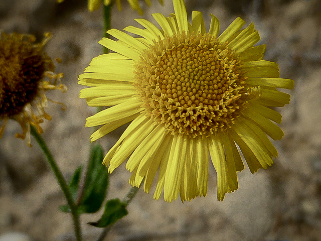 fiore giallo