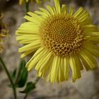 fiore giallo